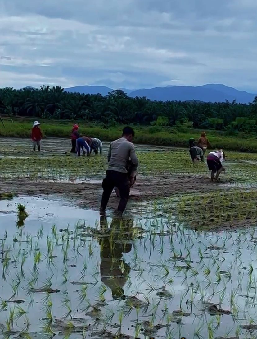 Brigpol Agus AW Bergerak Bersama Warga Tanam Padi