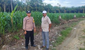 Bhabinkamtibmas Polres Pasangkayu Sambang Ke Petani Jagung