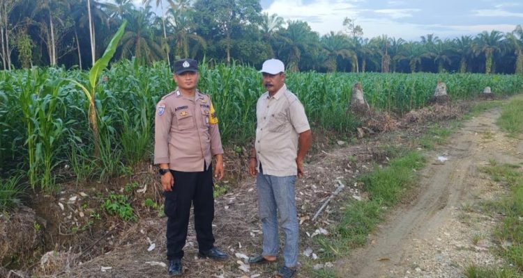 Bhabinkamtibmas Polres Pasangkayu Sambang Ke Petani Jagung