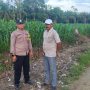 Bhabinkamtibmas Polres Pasangkayu Sambang Ke Petani Jagung