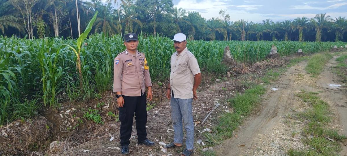 Bhabinkamtibmas Polres Pasangkayu Sambang Ke Petani Jagung