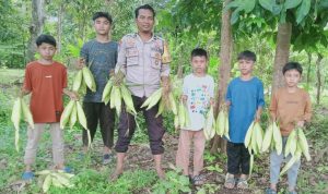 Bhabinkamtibmas Polsek Tapalang Dukung Program Ketahanan Pangan