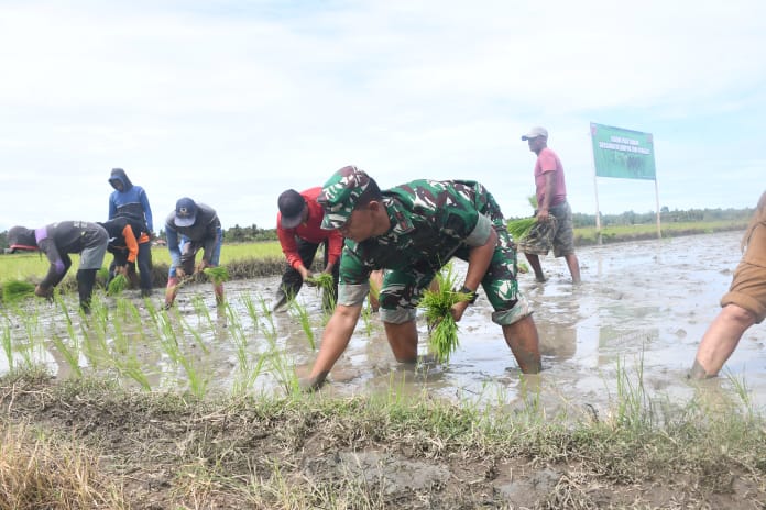 Danrem 142/Tatag  Bersama Kelompok Tani Padaelo di Mamuju Tanam Padi Sawah