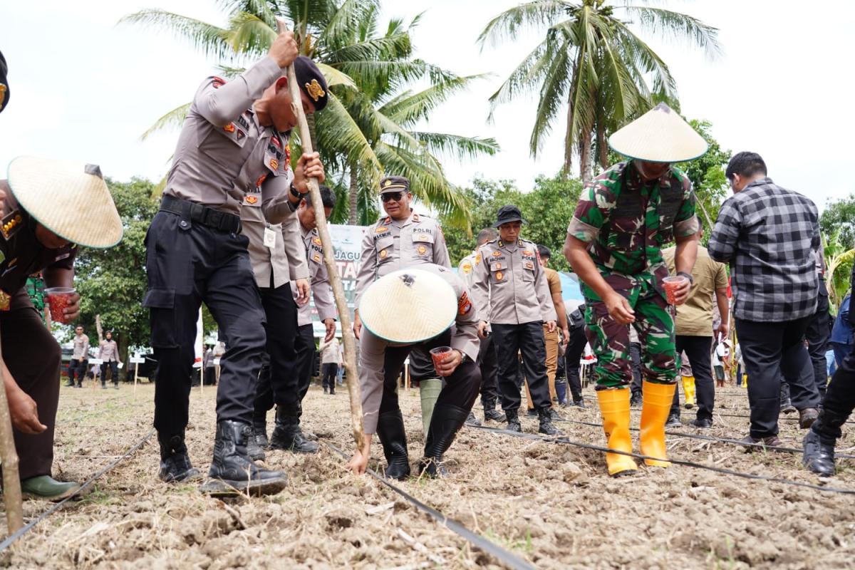 Danrem 142/Tatag Hadiri Penanaman Jagung Serentak