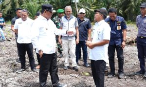 Warga Pasangkayu Antusias Menanam Pisang Cavendis