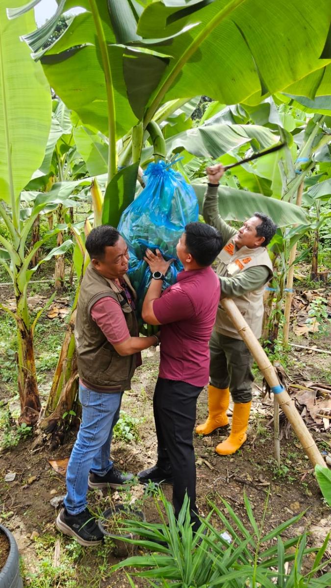 Tanah Subur Lebih Cepat Panen Pisang Cavendish