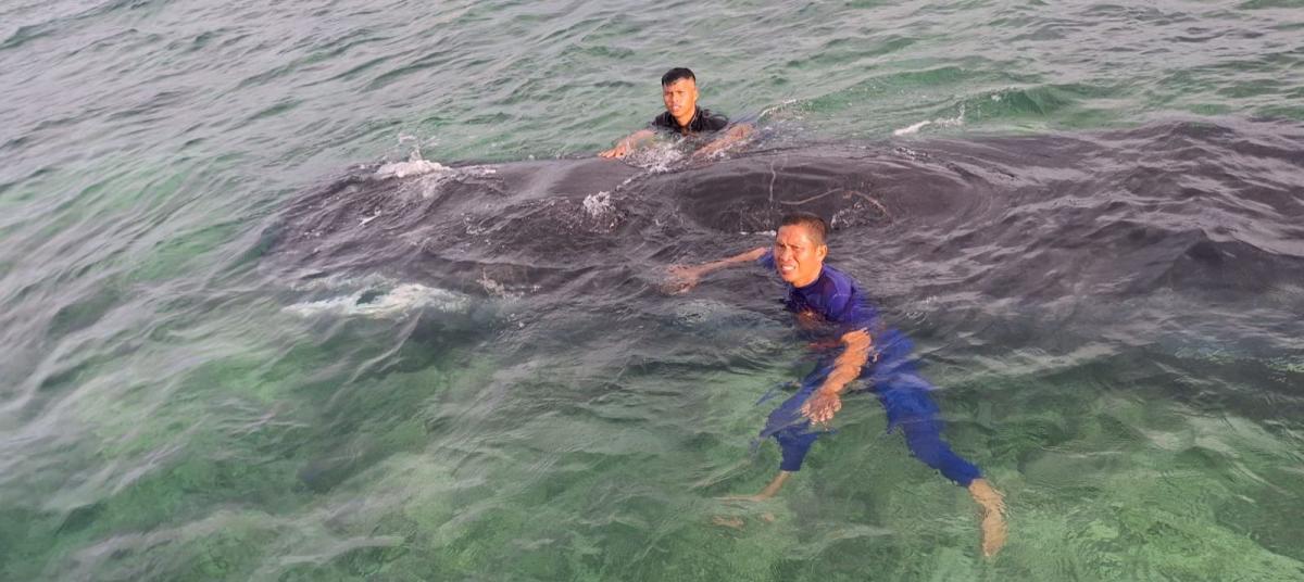 Sat Polair Polresta Mamuju Penanganan Ikan Paus