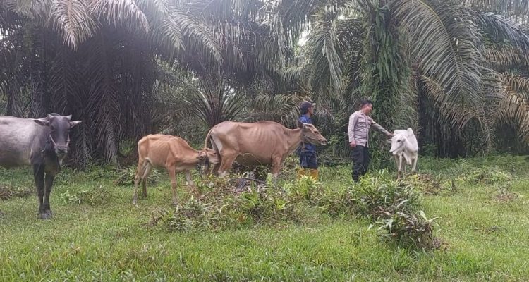 Cegah PMK pada Hewan Ternak, Bhabinkamtibmas Polsek Bambalamotu Lakukan Pemantauan