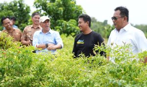 Kawasan Terpadu Cabe Salo Dua Enrekang, Akan Dikembangkan di Sulbar