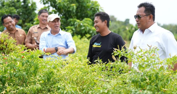 Kawasan Terpadu Cabe Salo Dua Enrekang, Akan Dikembangkan di Sulbar